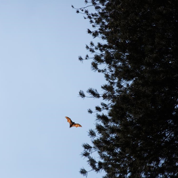 vleermuis vliegt langs naaldbomen in de scherming
