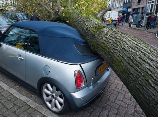 Omgevallen boom op auto