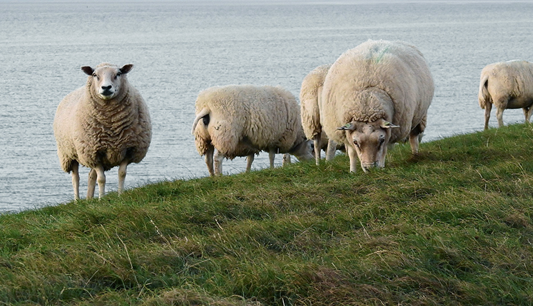 Schapen grazend op de dijk