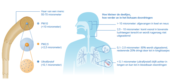 Waar fijnstof in het lichaam terecht komt