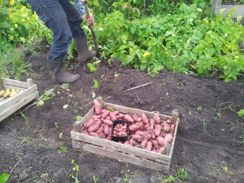 Een moestuin met een krat aardappels en op de achtergrond een werkend persoon