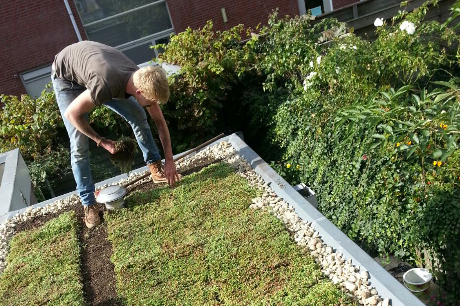 Mark aan de slag op groen dak