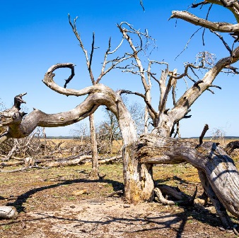 Verdroogde boom met op de achtergrond blauwe lucht