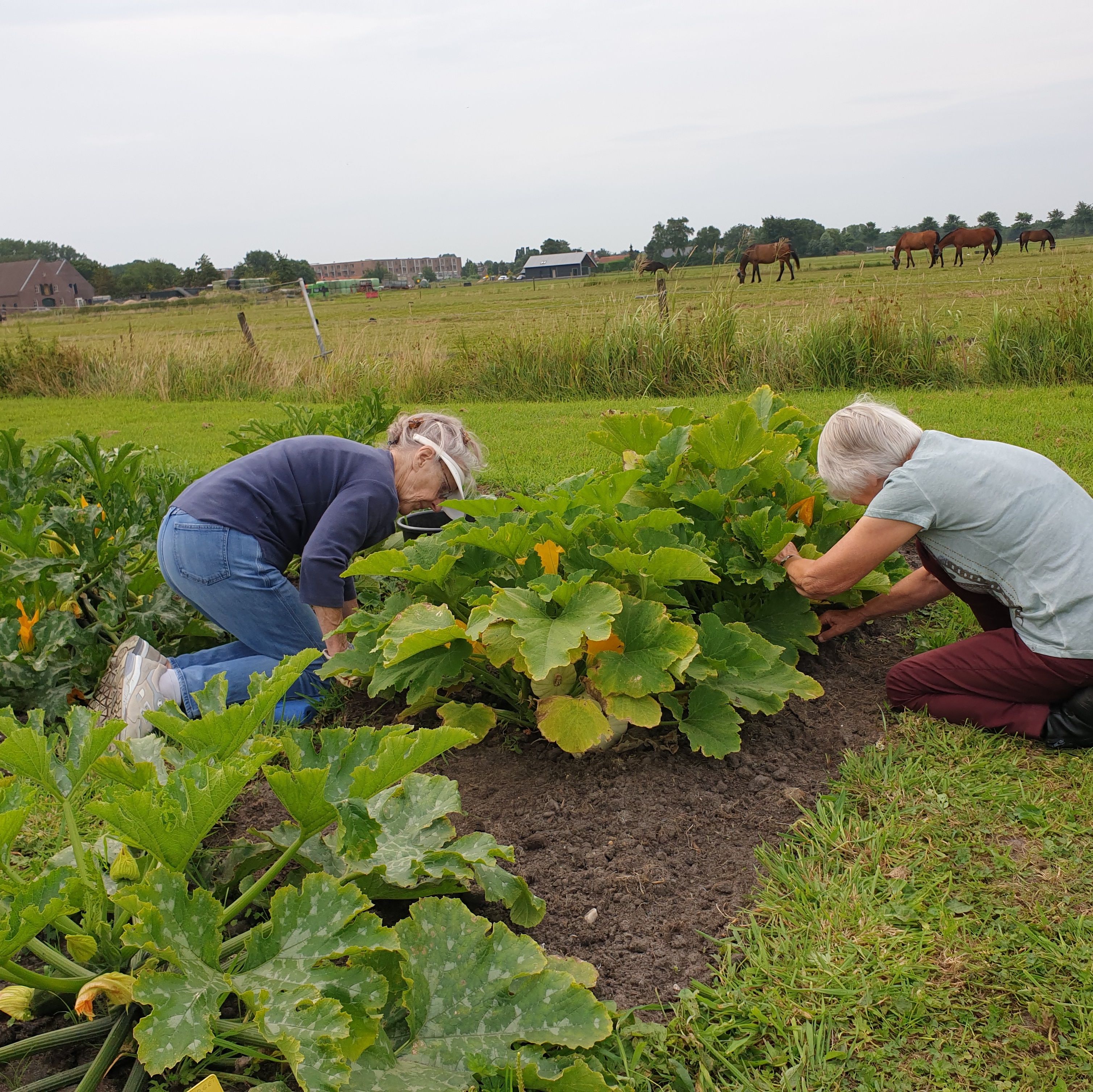 Werken in een moestuin