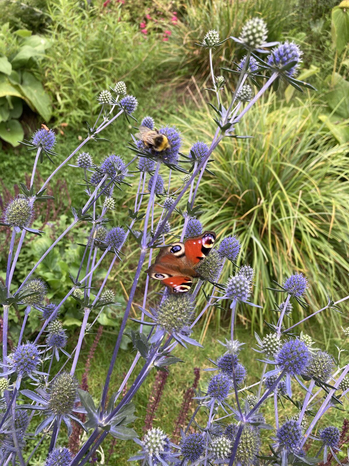 Vlinder in tuin