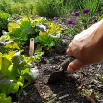 hand met schepje planten