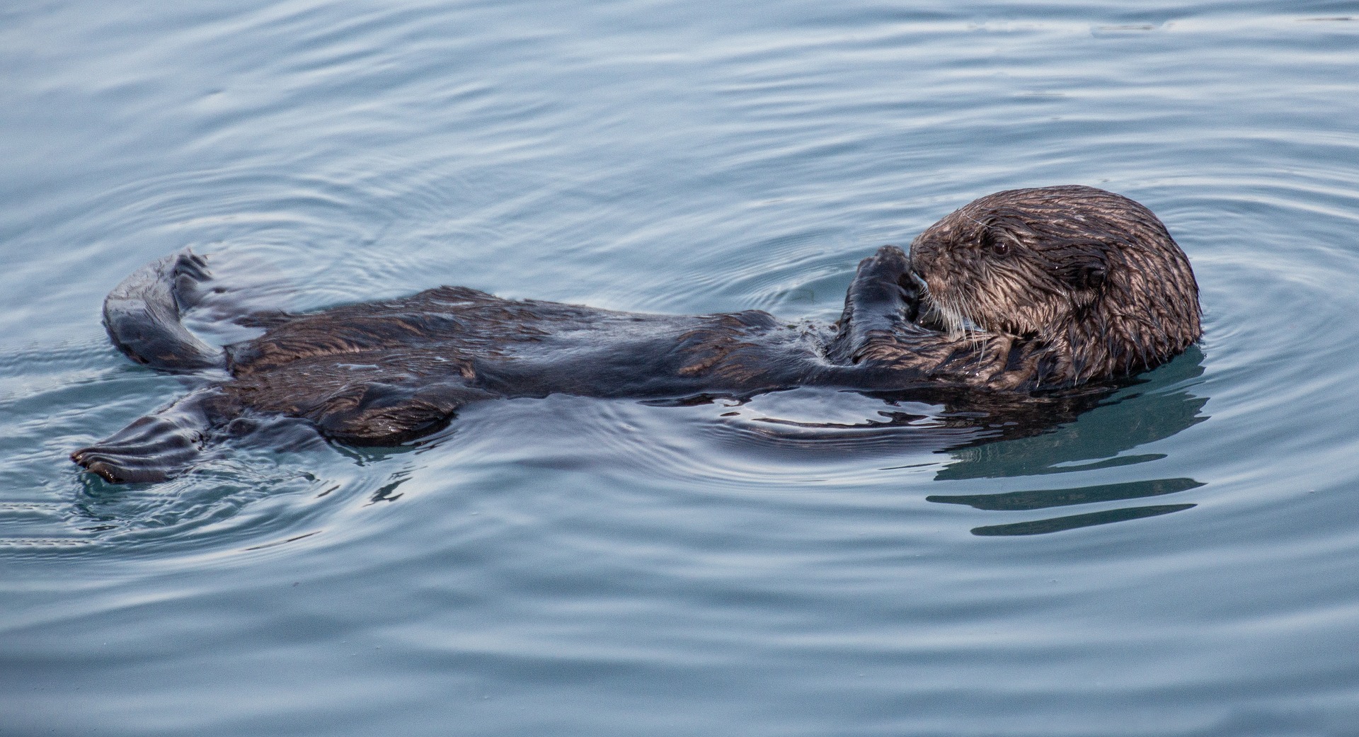 Zwemmende otter