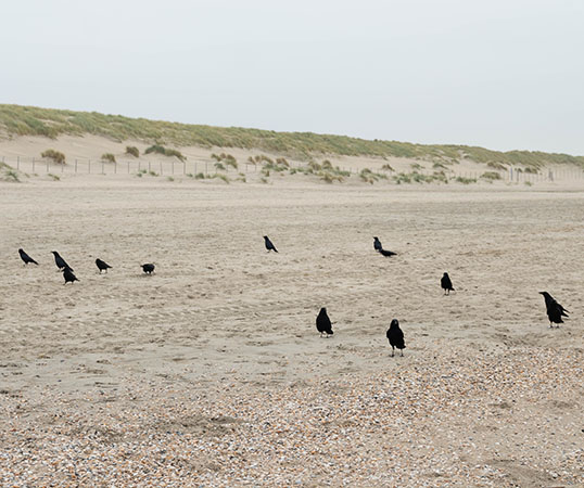 kraaien op strand