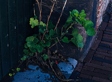 plant in hoekje van gebouw