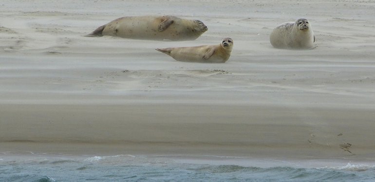 Zeehonden aan Borkumse kust (Bron: Pixabay)