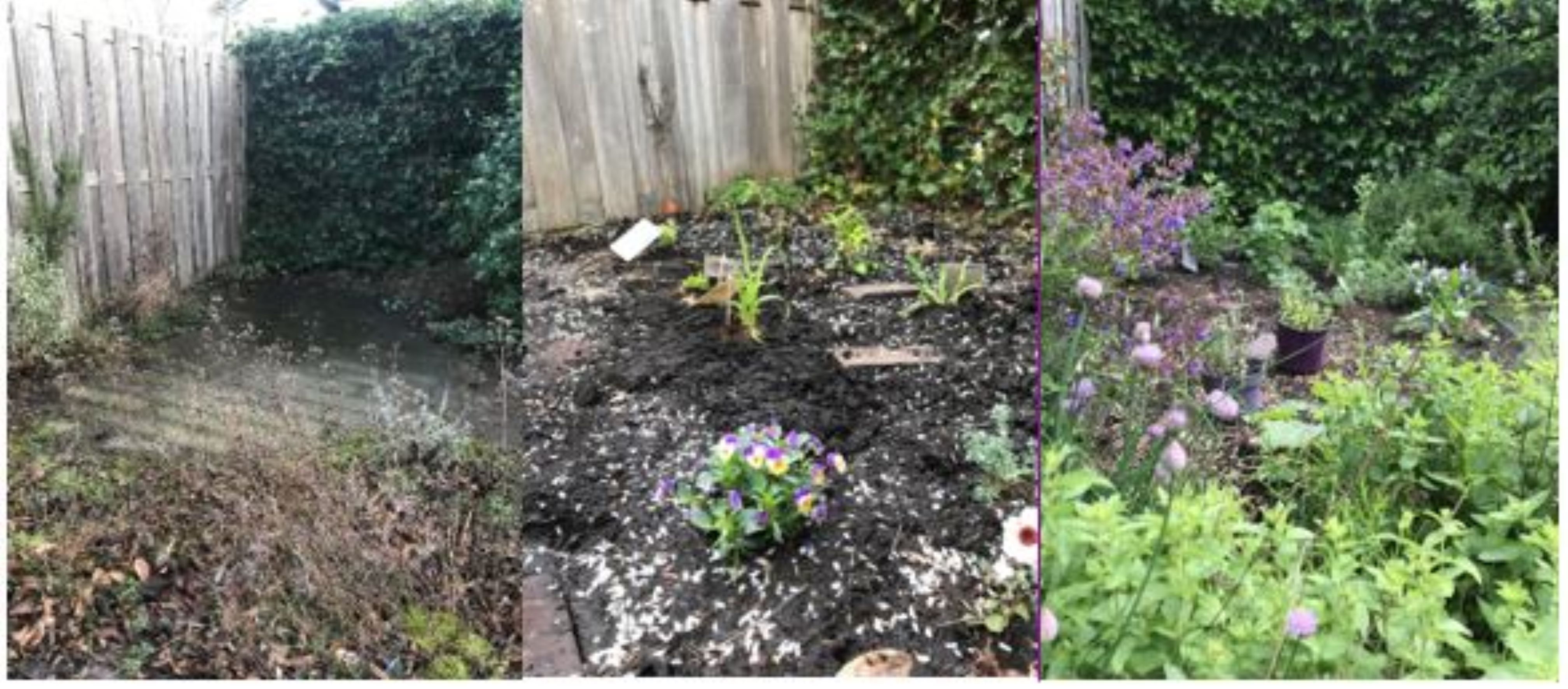 De tuin voor, tijdens en een maand na het planten (Bron: archief Dieneke Schram-Bijkerk)