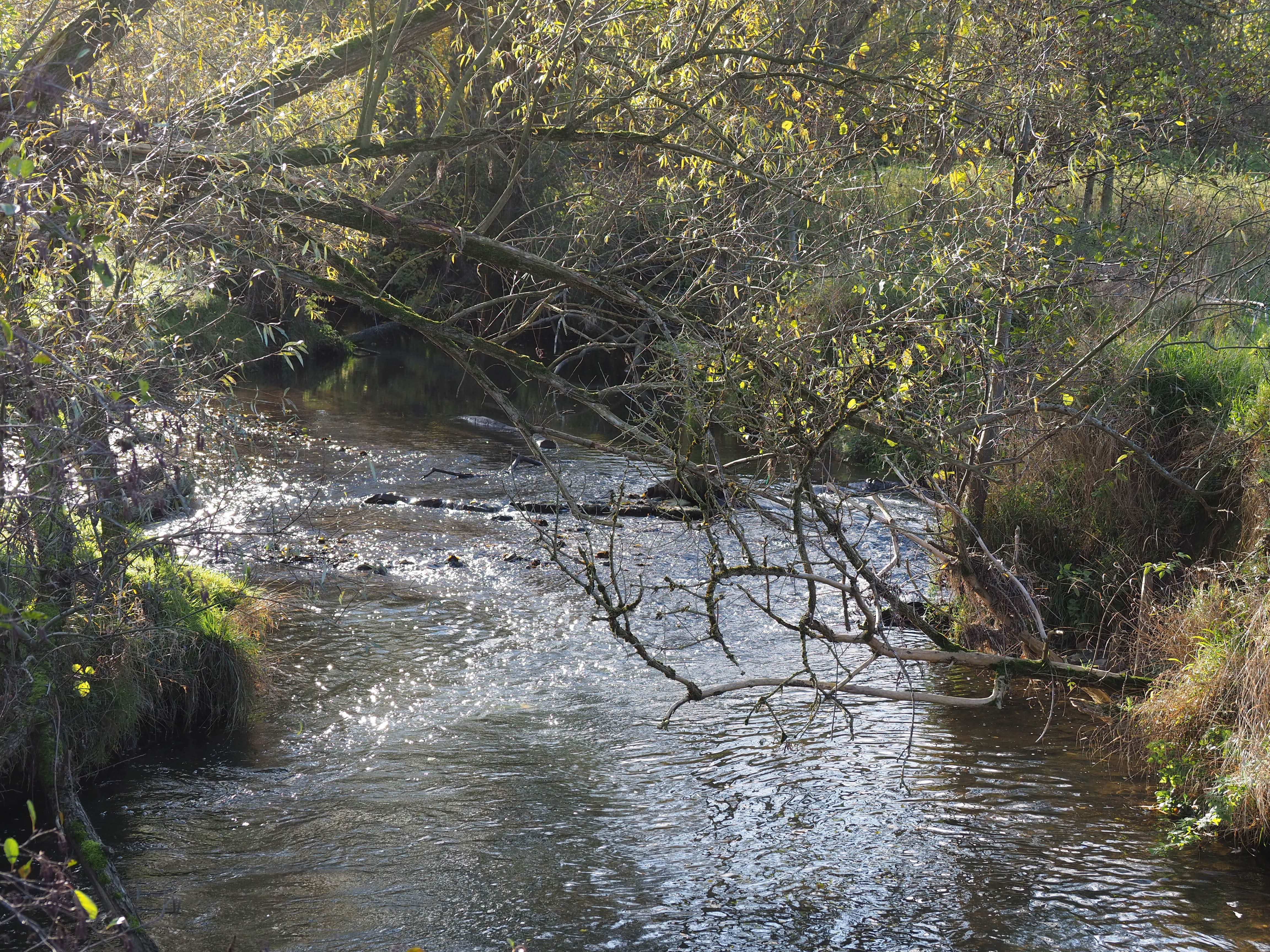 Boomstam in water