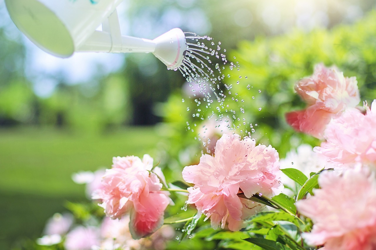 Planten water geven