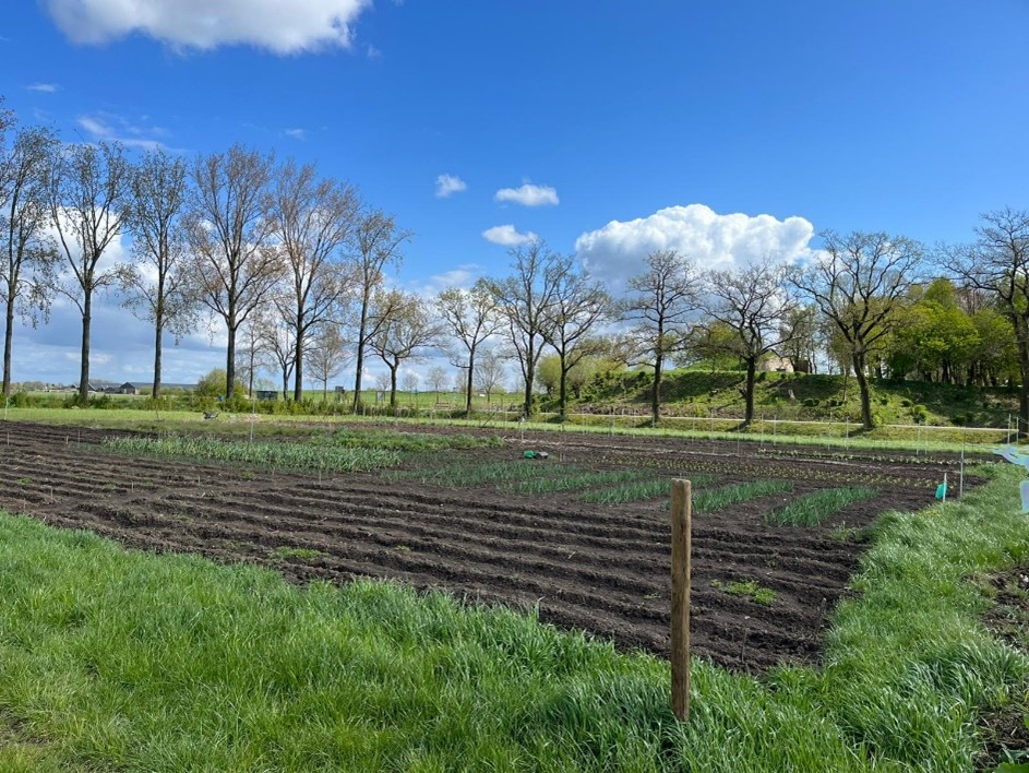 Het nieuwe land - moestuin aan Lekdijk 