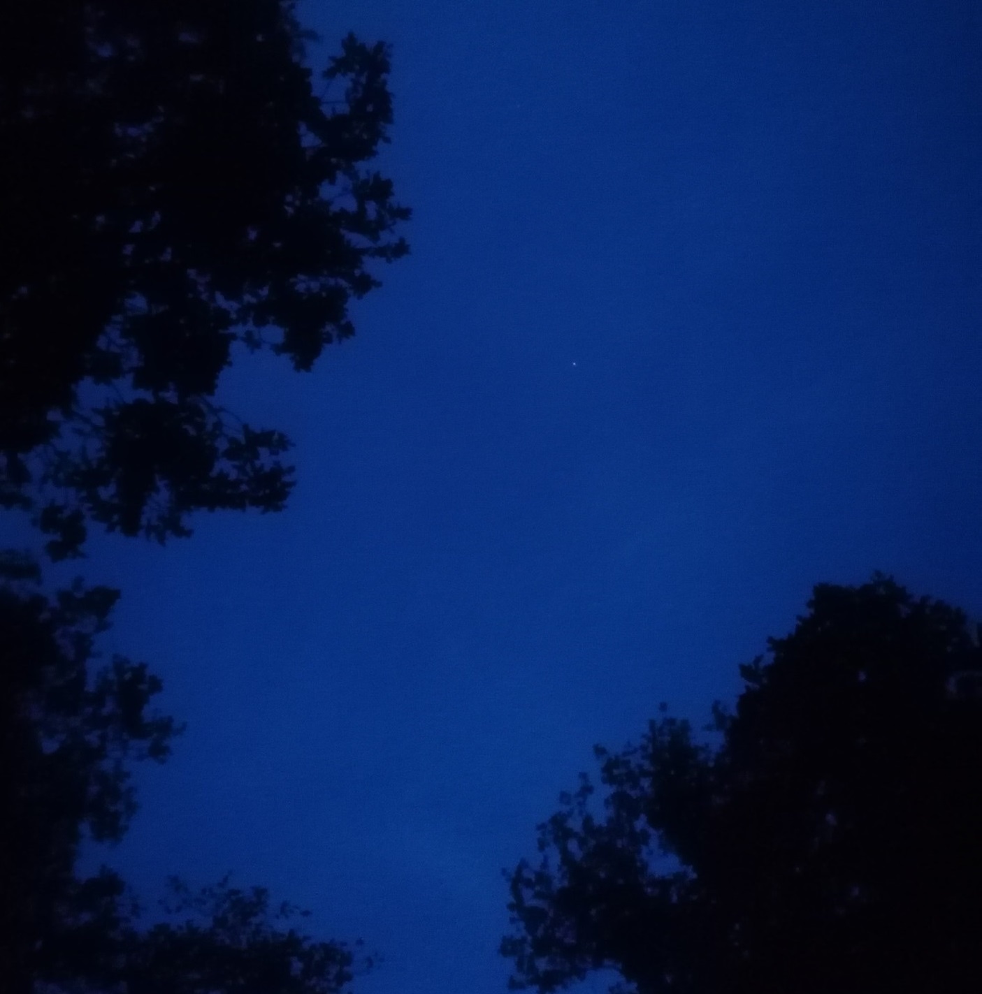 Eenzame ster tussen bomenkronen