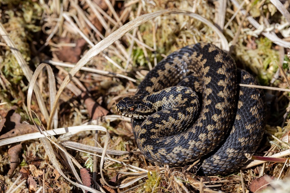 Adder in Bargerveen