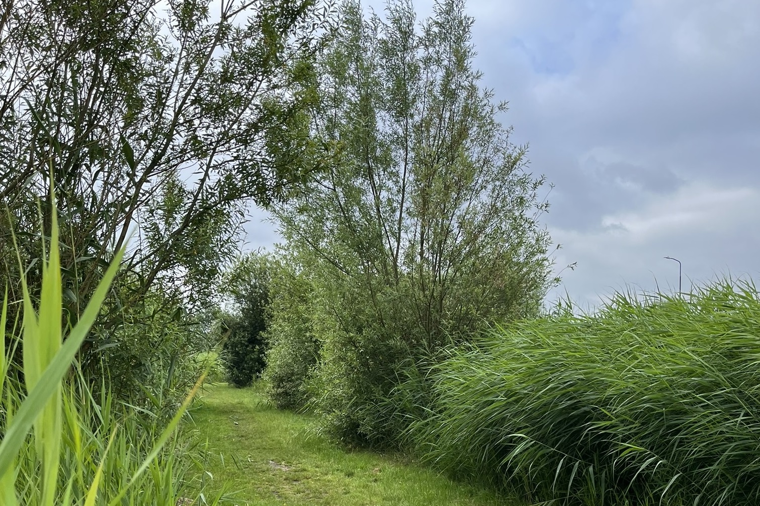 Graspaadje bij luwteplek Dieneke