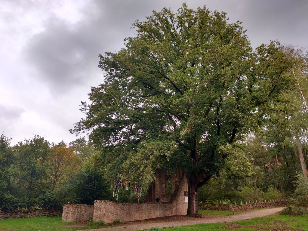 Koortsboom Overasselt