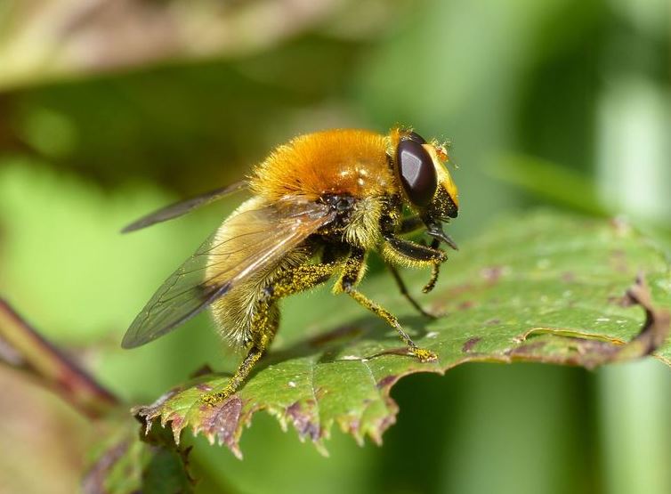 Hommel