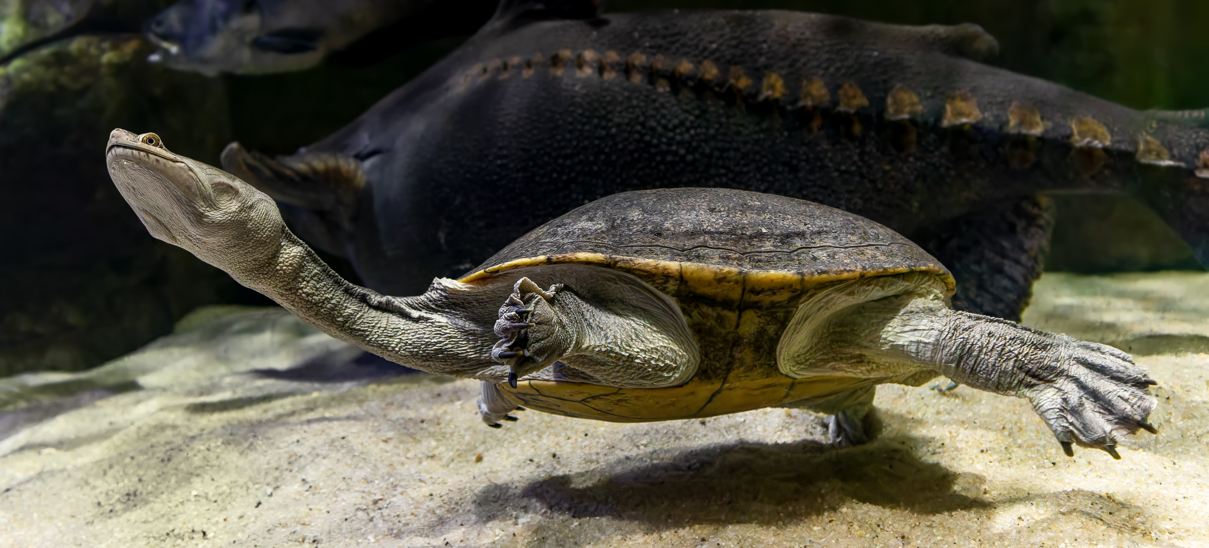 foto van een schildpad