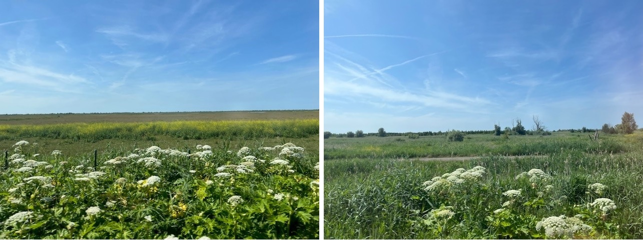 Oostvaardersplassen vanuit de trein