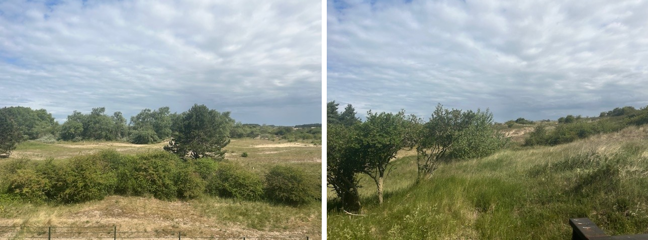 Nationaal Park Zuid-Kennemerland vanuit de trein