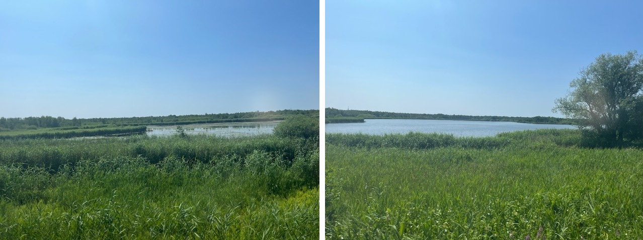 Naardermeer vanuit de trein 
