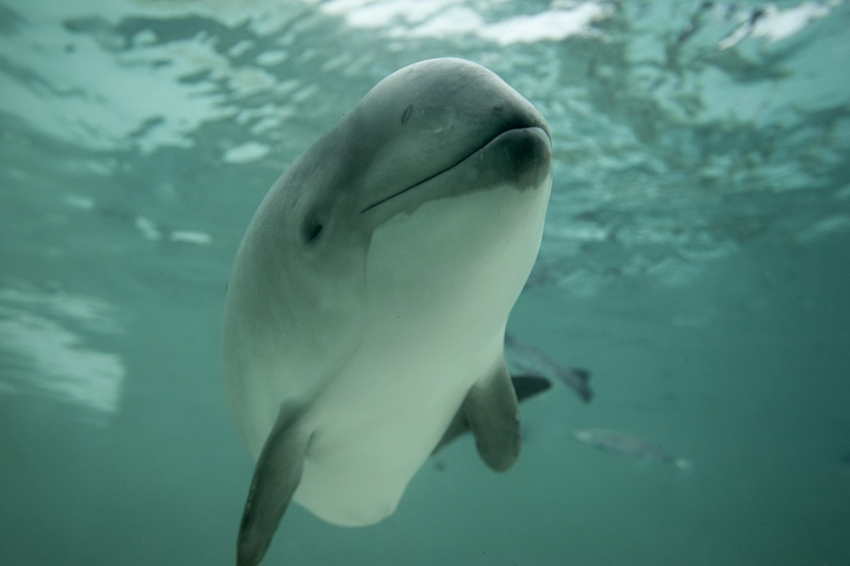 Foto van een bruinvis