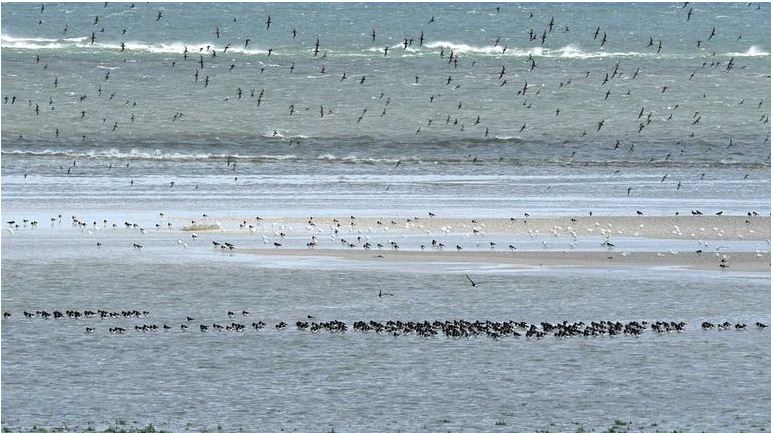 Een foto van de waddenzee met veel vogels