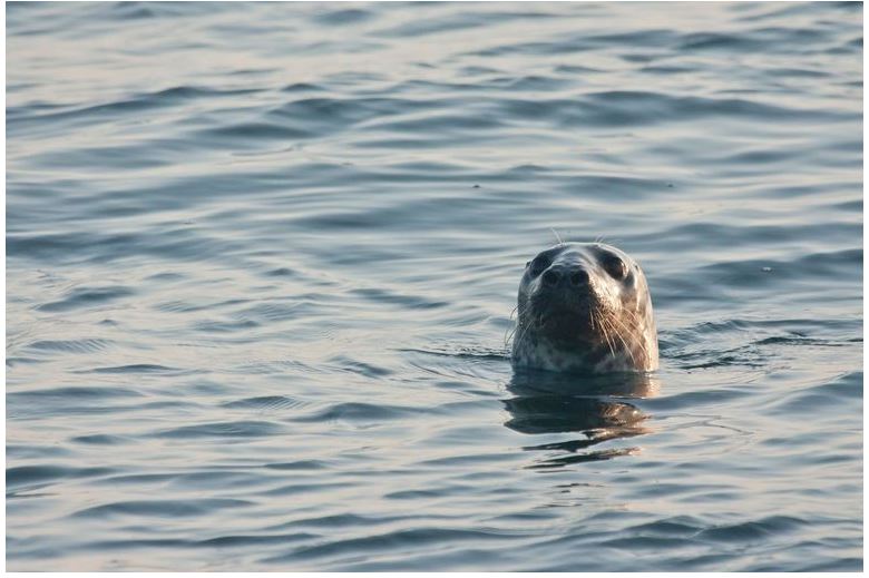 Foto van een zeehond