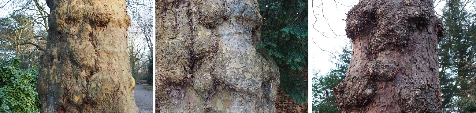 Gezichtjes in bomen in  Julianapark in Utrech