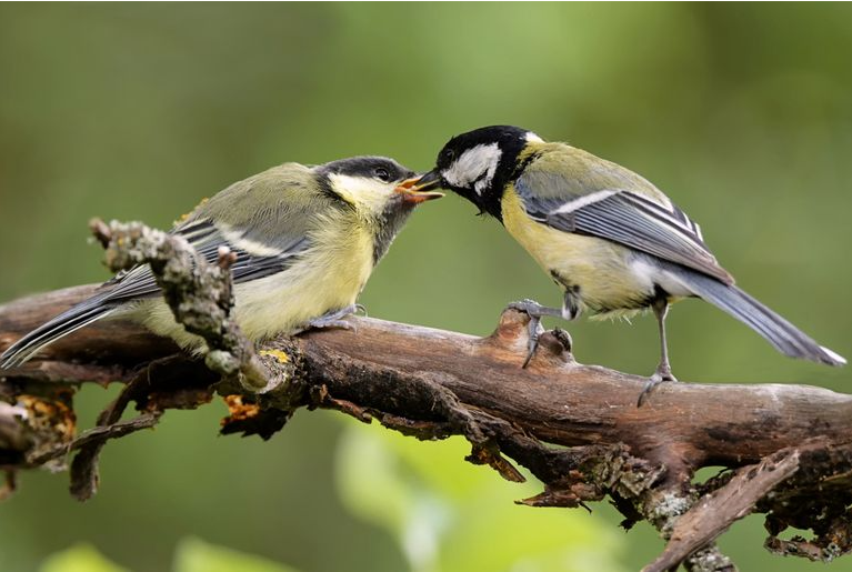 Twee koolmezen op een tak 