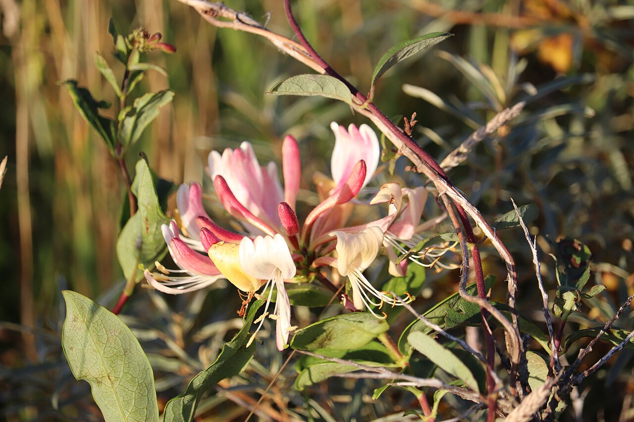 Wilde Kamperfoelie