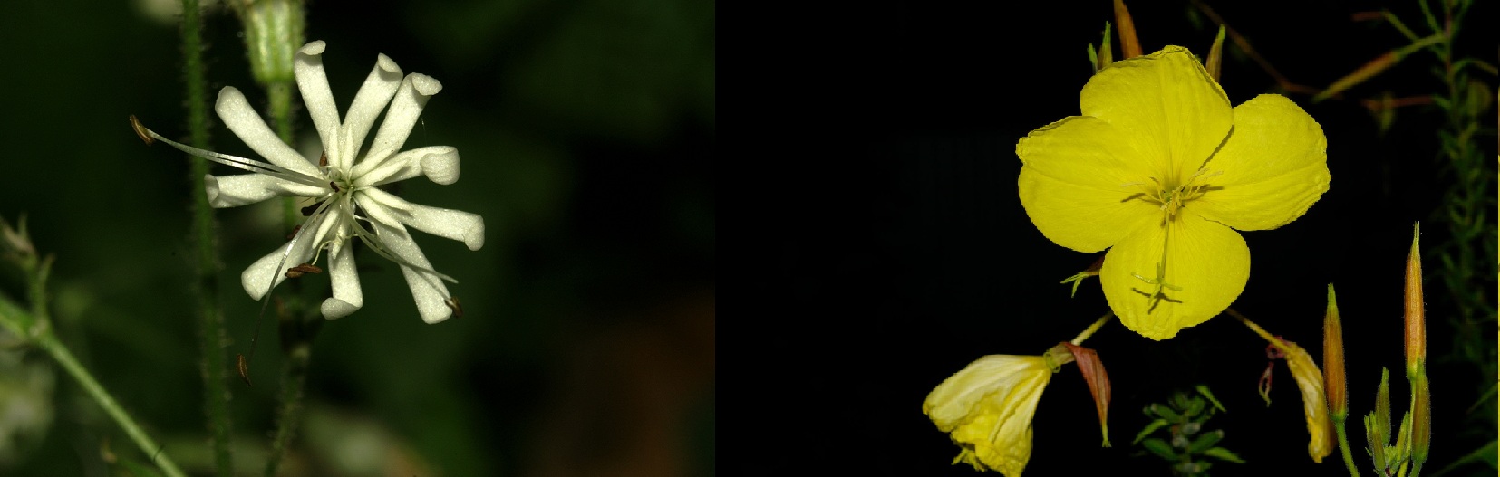 teunisbloem en nachtsilene