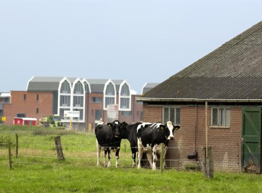 Foto van een veestal en woningen