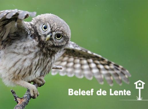 Foto van een uil en het logo van Beleef de Lente