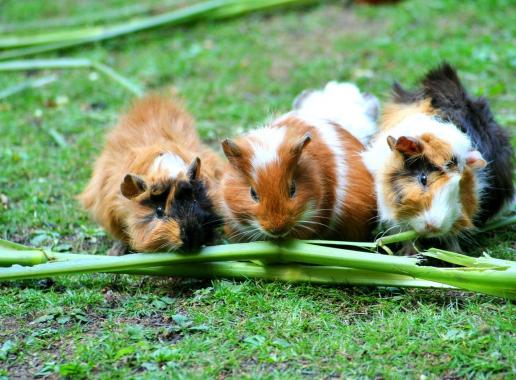 Foto van drie cavia's