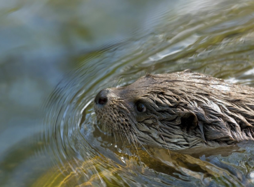 Foto van een roofdier in het water