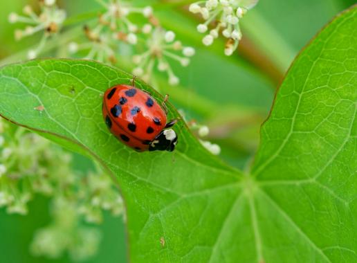 Lieveheersbeestje op blad