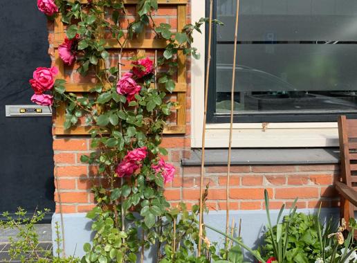 Roos naast de voordeur: gevelbeplanting in Utrecht