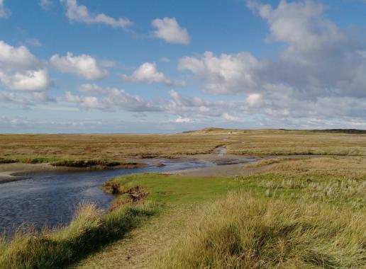 Natuur op Texel