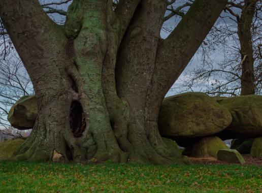 Hunebedden onder een grote boom