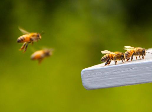 Aanmerende bijen