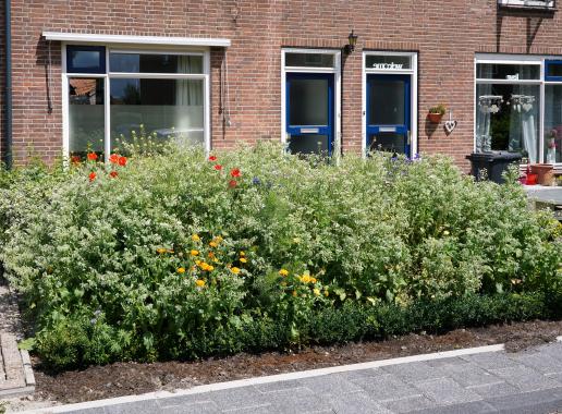 Groene voortuin in woonwijk