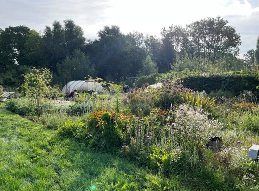 Tuin Brassica