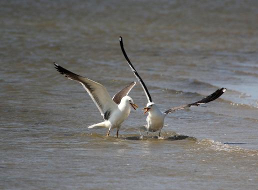 Waddenzee vogels