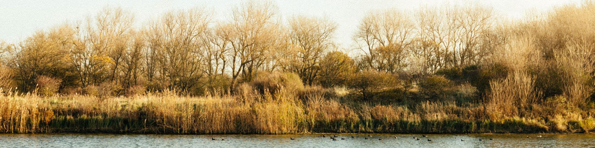 panorama water en bomen
