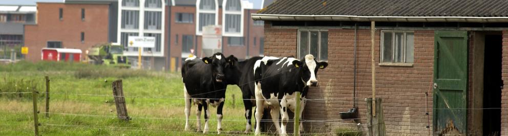 Foto van een veestal en woningen