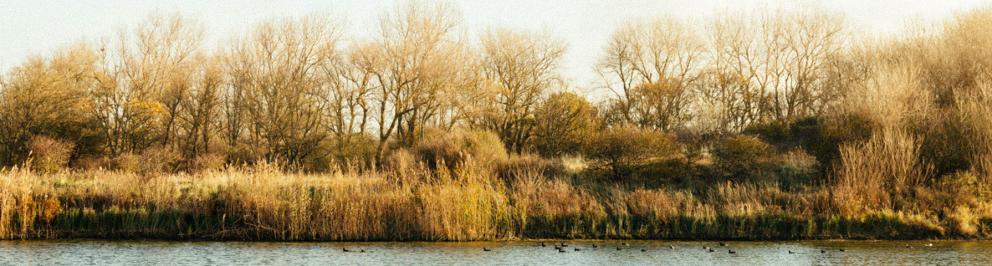 panorama water en bomen