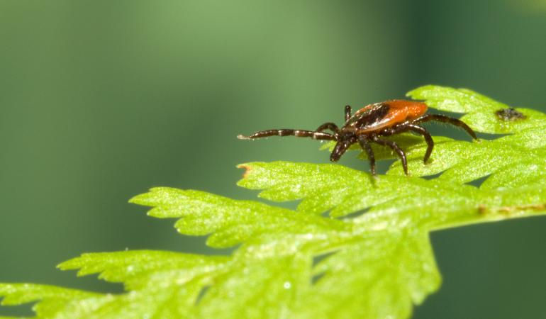Teek op blad Teek op blad